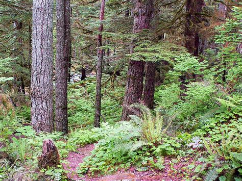 Oneonta Horsetail Creek Trail Junction Hiking In Portland Oregon And