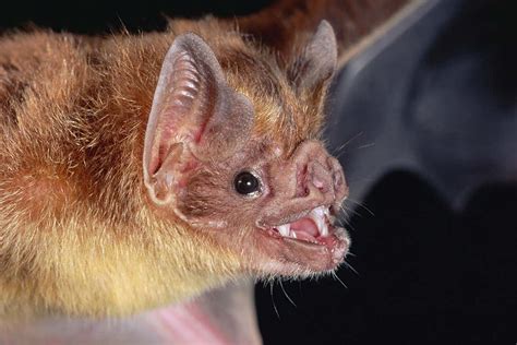 Vampire Bats Might Avoid Bitter Substances To Dodge Indigestion