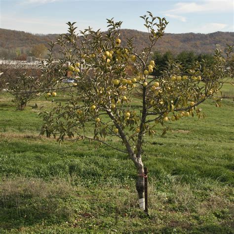 They are ideal for growing outside in the soil or in a container. Fruit Tree Sizes - Stark Bro's