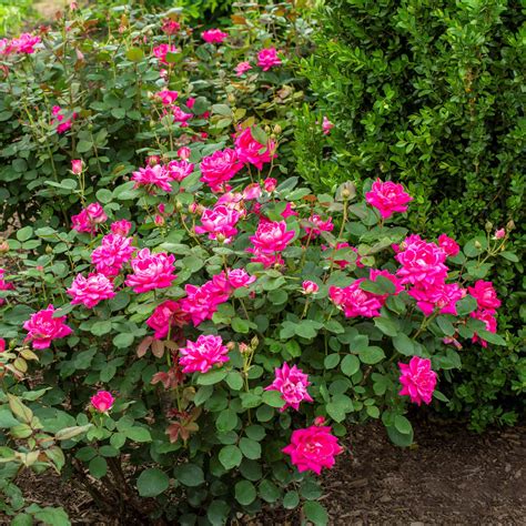 Pink Rose Plants For Sale Pink Double Knock Out Rose Easy To Grow