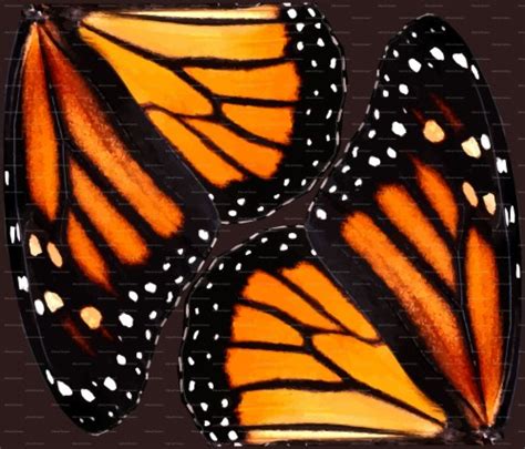 Monarch Butterfly Wing Painting 1309891 Hd Wallpaper And Backgrounds