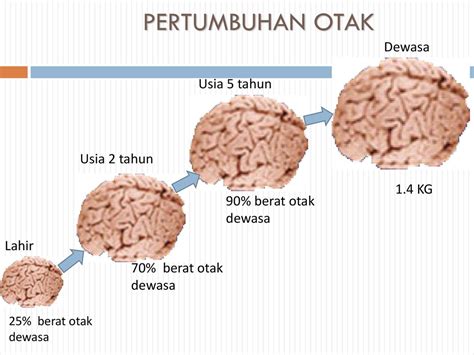 Perkembangan Otak Dan Fungsinya Neurosensory Indonesia