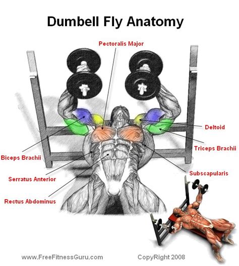 8 best upper chest exercises now that we've covered the anatomy and direction of the fibers, i'll help you leverage that science to work to your advantage as i always do! dumbell fly anatomy - #workouts for #men | Exercise is the ...