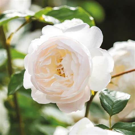 Desdemona® English Shrub Rose David Austin Roses Beetham Nurseries
