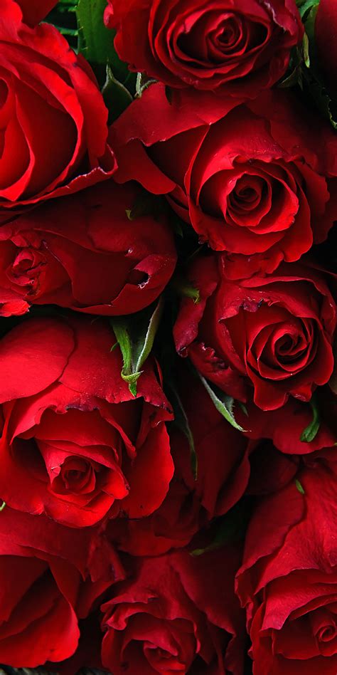 Download Wallpaper 1080x2160 Rose Fresh Red Flowers Honor 7x Honor