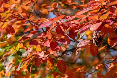 Autumn Brilliance Serviceberry Tree For Sale