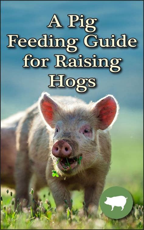 A Pig Feeding Guide For Raising Hogs Countryside Pig Raising Pigs