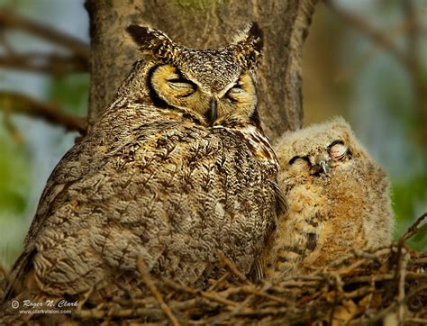 Baby Great Horned Owl Pictures Jettie Hauser