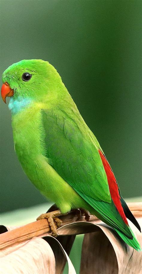 About Wild Animals A Beautiful Green Parrot Green Parrot Bird