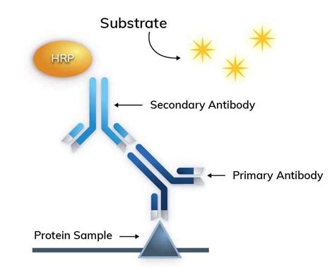 Western Blot Detection Azure Biosystems