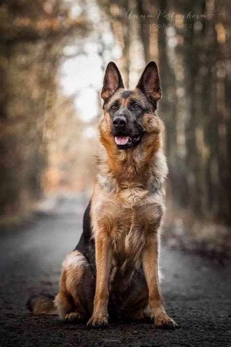 Updated on august 9, 2020. German Shepherd Dog Breed Info: Pictures, Personality & Facts