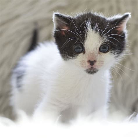 Friday Favorites Kitten Update Kitten Black And White Kittens