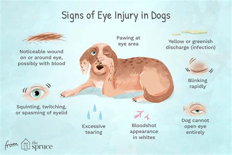 Eye Injuries In Dogs