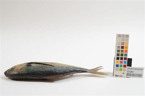 Thornfish Bovichtus Variegatus Vt2867 Tūhura Otago Museum