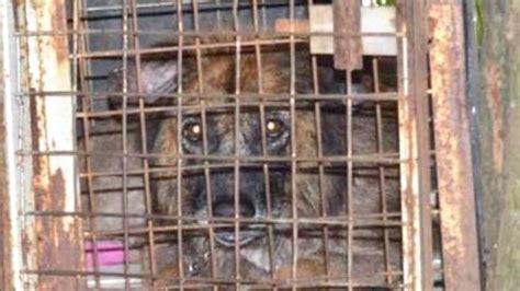 Share Petition · Put A Ban On Dogs Chained Or Confined In Cages At