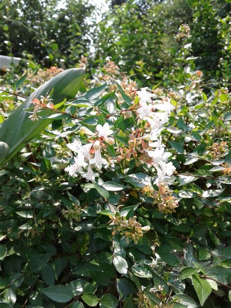 Check spelling or type a new query. Sweet smelling flower bush in my back yard. Can anyone ...