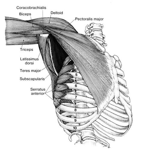Lifted Arms And Underarms Anatomia Humana Imagens De Carros Anatomia
