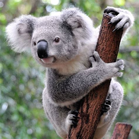 Top 38 Ideas About Koala Bears On Pinterest Videos This
