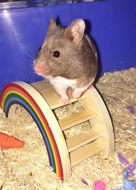 Need Help Taming Very Scaredshy Syrian Hamster Central