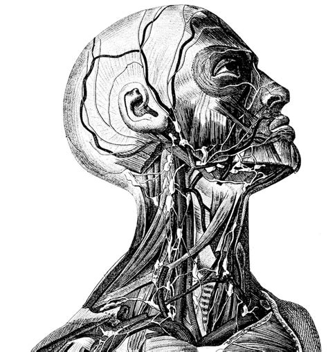 Anatomical Medical Skull Anatomy 52 Etsy