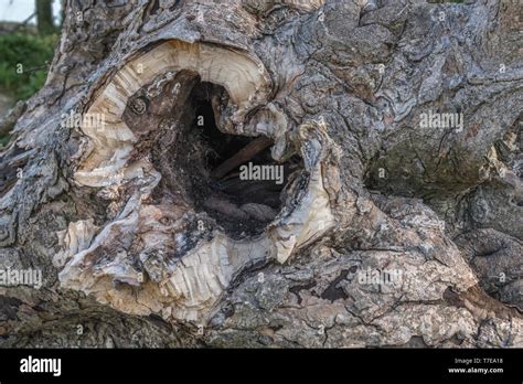 Collapsed Rotten Hollow Tree Trunk Showing Rotten Interior Where A
