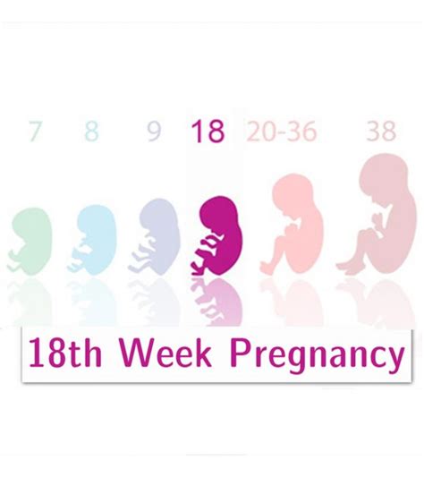 How Much Weight Gain 18 Weeks Pregnancy Beauty Clog