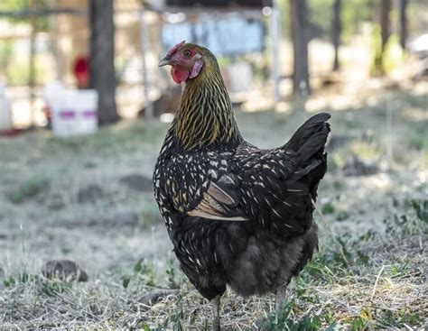 Golden Laced Wyandotte Breed Information And Owners Guide Chickens