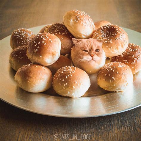 These Funny Cat Photos Are So Cute You Could Just Eat Them Up