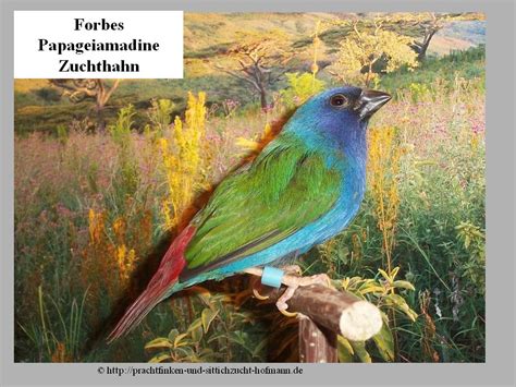 Blaugrüne Papageiamadine Forbes Papageiamadine Amblynura Tricolor