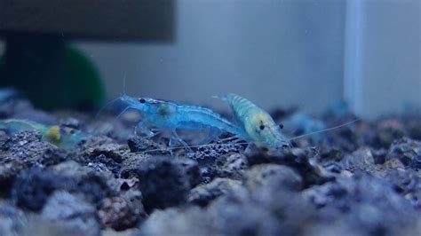 Blue jelly shrimp 블루젤리 새우 YouTube