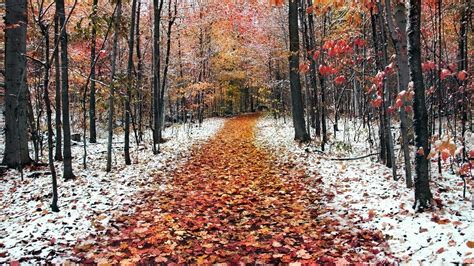 Late Autumn The First Snow Fell Wallpapers And Images Wallpapers