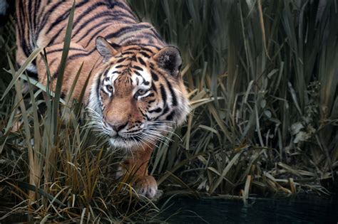 Animal Photography Siberian Tiger Photography Animal Photography