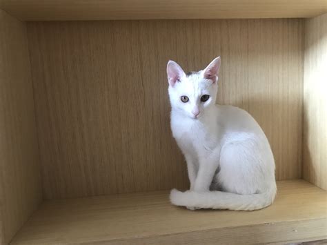 The site owner hides the web page description. 白色田园猫_红动网