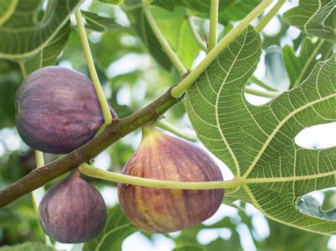 Fig Tree Care Guide How And When To Plant Fig Trees