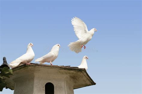 White Dove Flying Away Stock Photo Image Of Beautiful 16757758