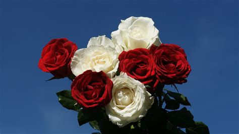 Red And White Roses Hd Wallpaper