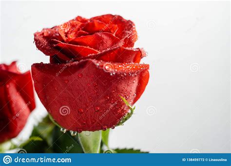 Beautiful Red Rose With Water Drops Macro Stock Photo Image Of