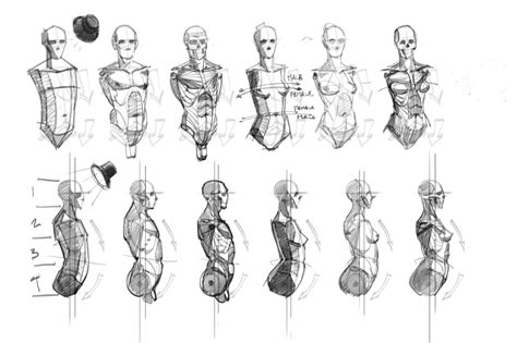 Focusing on identifying and understanding muscles in the human body. head hands Feet folds Anatomy muscle shoulders torso art reference art tutorials art tutorial ...
