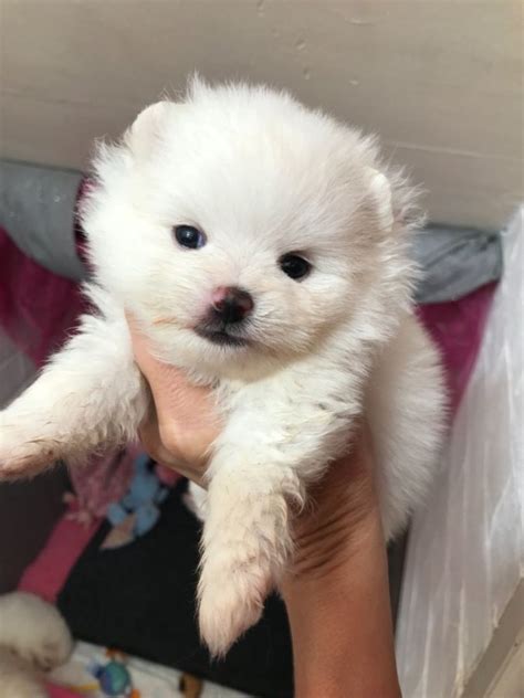 White Kc Reg Teacup Pomeranian Puppies Offer