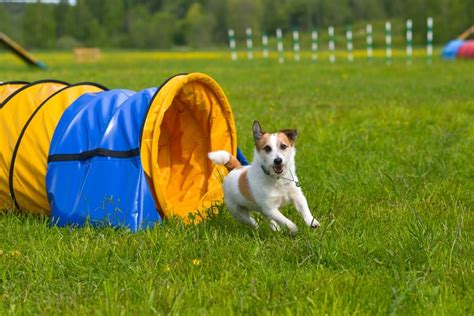 The 25 Best Dog Agility Training Equipment Of 2020 Pet Life Today