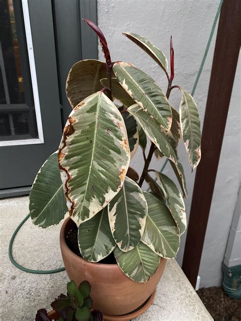 Our Outdoor Rubber Plant Was Flourishing Until Very Recently Now It