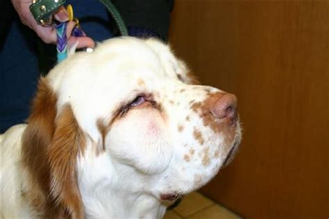 Facial Swelling In Dogs Dog Tooth Infection Veterinary Dentist Dale