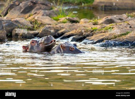 Wild Hippo South Africa Safari Wildlife Stock Photo Alamy