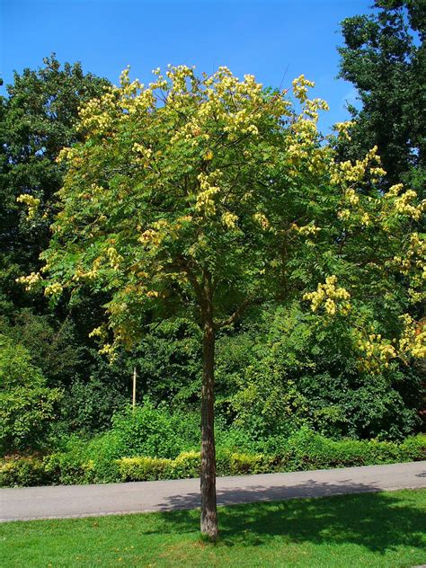 Golden Raintree Blooms June To July Sun Requirement Full Sun