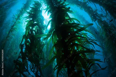 Giant Kelp Macrocystis Pyrifera Grows In The Cold Eastern Pacific