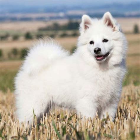 Indian Spitz Dog Breed Temperament Lifespan Price And More