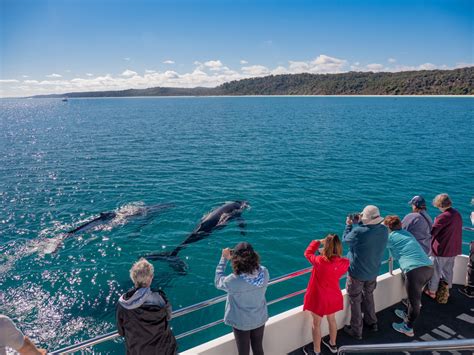 Queensland Whale Watching Experiences And Tours Queensland