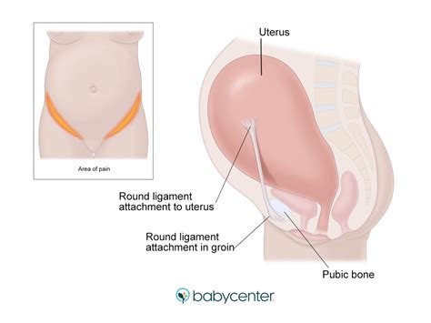 However, there are also another paired organs in this list are the ureters which are located on the abdomen (upper half) and the pelvic area (lower half). Bone Structure On Yhe Left Lower Abdomen - Right Lower ...