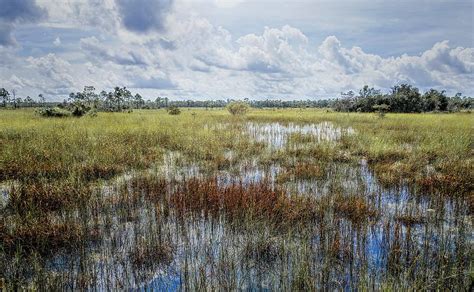 Florida Everglades 0177 Photograph By Rudy Umans