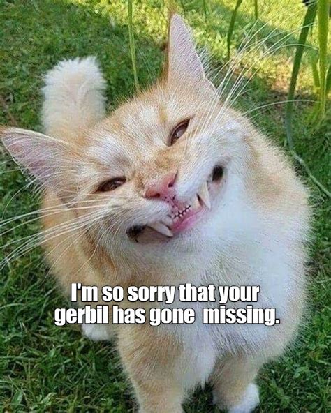 Im So Sorry Lolcats Lol Cat Memes Funny Cats Funny Cat
